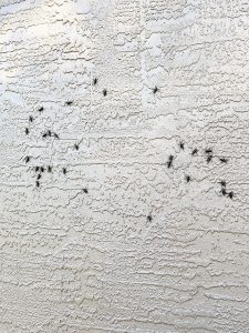 lubber grasshopper, mating season, pest, bugs, insects, invasive species, house, stucco, structure